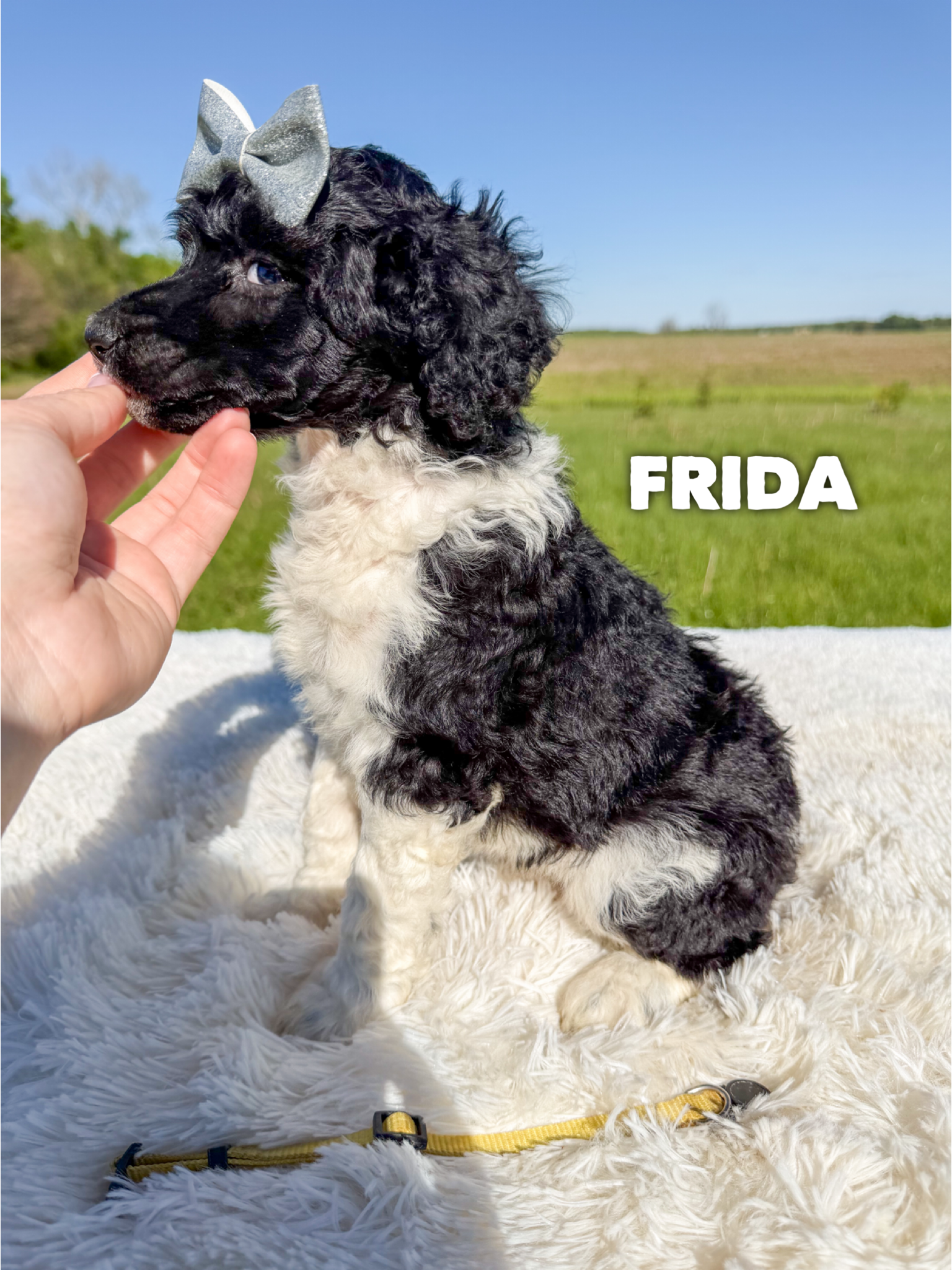 Frida 3